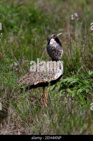 Hartlaub's Bustard (Eupodotis hartlaubii) zeigt Männchen, der Tsavo West NP, Kenia, ruft November Stockfoto