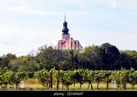 Österreich, Weinberg und Kirche Reisenberg in Oberösterreich Stockfoto