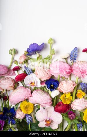 Ranunculus flach Zusammensetzung Stockfoto