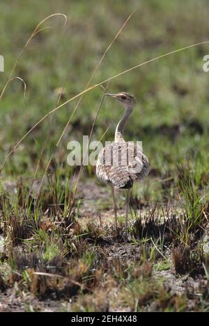 Schwarzbauchmuscheln (Eupodotis melanogaster) Weibchen geht durch nachwachsendes Gras nach dem Feuer Äthiopien April Stockfoto