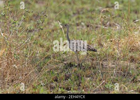 Schwarzbauchige Bustarde (Eupodotis melanogaster) Weibchen stehend in rauem Grasland Äthiopien April Stockfoto