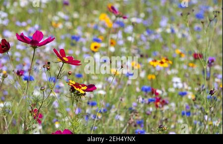 Bunte wilde Blumen blühen im Gras außerhalb Savill Garden, Egham, Surrey, Großbritannien. Stockfoto