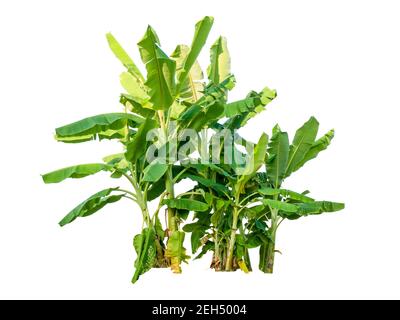 Bananenbaum auf weißem Hintergrund mit Ausschnitten Pfad Stockfoto