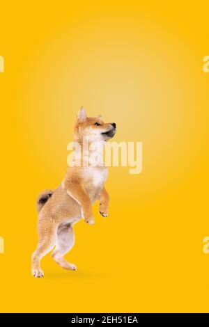 Springender shiba Inu Welpe Hund vor gelbem Hintergrund Stockfoto