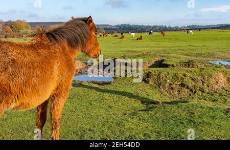 Ein Pony wacht über andere Ponys und Kühe, während ein Familie genießt einen Spaziergang unter ihnen in der Wintersonne Im New Forest Stockfoto