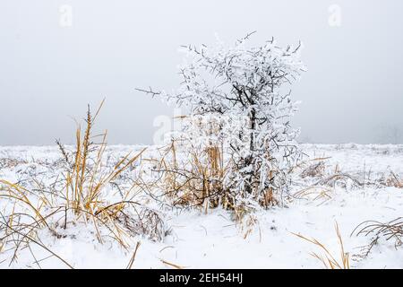 Ein kleiner Strauch ist mit Eis bedeckt. Stockfoto