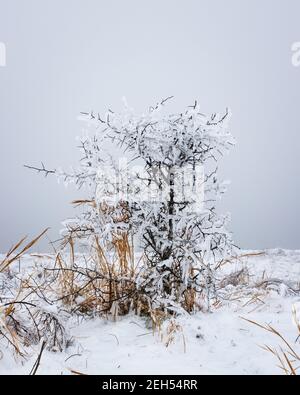 Ein kleiner Strauch ist mit Eis bedeckt. Stockfoto