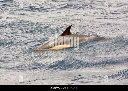 Kurzschnabeldelfin, Gemeiner Delfin, Delphinus delphis, közönséges delfin, São Miguel Island, Azoren, Açores, Portugal, Europa Stockfoto