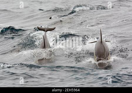 Kurzschnabeldelfin, Gemeiner Delfin, Delphinus delphis, közönséges delfin, São Miguel Island, Azoren, Açores, Portugal, Europa Stockfoto