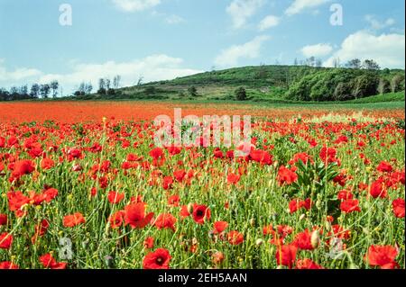 1993 England viele rote Mohnblumen auf einem Feld England GB Europa. Papaver rhoeas (gebräuchliche Namen sind Mohnblume, Maismohn, Maisrose, Feldmohn, Flandern Mohnblume, Oder roter Mohn) ist eine jährliche krautige Art der blühenden Pflanze in der Familie der Mohngewächse, Papaveraceae. Dieser Mohn ist als landwirtschaftliches Unkraut (daher die gebräuchlichen Namen wie "Mais" und "Feld") und nach dem Ersten Weltkrieg als Symbol für tote Soldaten bekannt. Vor dem Aufkommen von Herbiziden war P. rhoeas manchmal in landwirtschaftlichen Feldern reichlich vorhanden. Stockfoto