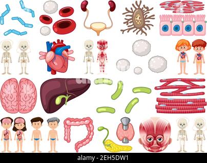 Satz von menschlichen inneren Organen isoliert auf weißem Hintergrund Illustration Stock Vektor