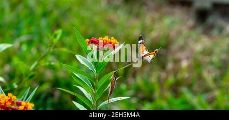 Rote und gelbe Blüten mit verschwommenen Flying Plain Tiger oder afrikanischen Monarchschmetterling (Danaus chrysippus). Schöne Blumen mit Schmetterling Portrait zurück Stockfoto