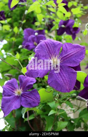 Purple Clematis mit weißen Staubgefäßen und grünen Blättern im Garten, Clematis Blume Makro, Schönheit in der Natur, Blumenfoto, Makrofotografie, Stock Stockfoto