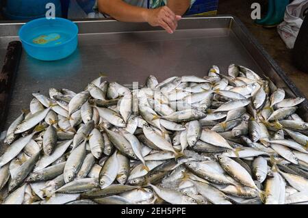 Kleine Makrelen Fisch auf dem Fischmarkt draußen auf der Straße in Samut Songkhram. Thailand. Stockfoto