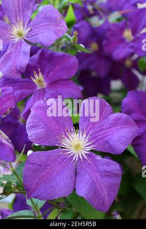 Purple Clematis mit weißen Staubgefäßen und grünen Blättern im Garten, Clematis Blume Makro, Schönheit in der Natur, Blumenfoto, Makrofotografie, Stock Stockfoto