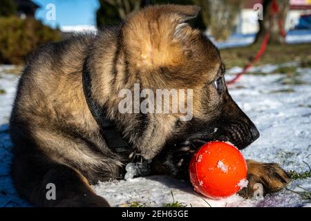 Ein elf Wochen alter Schäferhund spielt mit einer roten Kugel. Schnee im Hintergrund Stockfoto