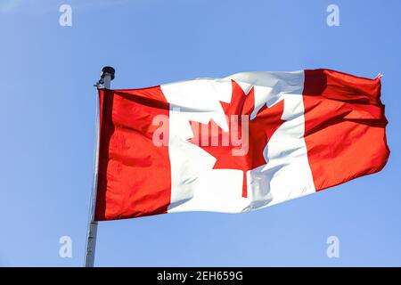 Die kanadische Nationalflagge, die vor einem klaren blauen Himmel flackiert. Stockfoto