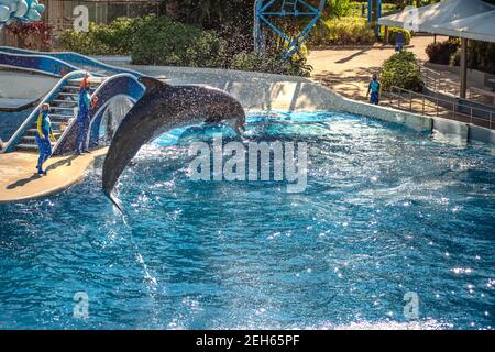 Orlando, Florida. 25. November 2020. Delfine springen in Dolphins Day Show in Seaworld (9) Stockfoto