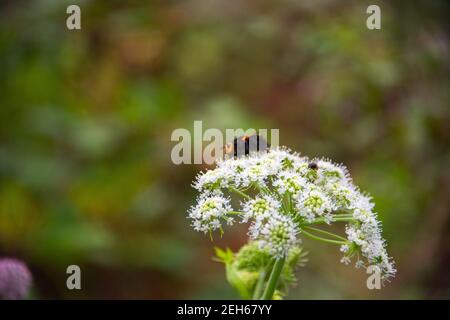 Hummel auf Blüte im Frühling Stockfoto