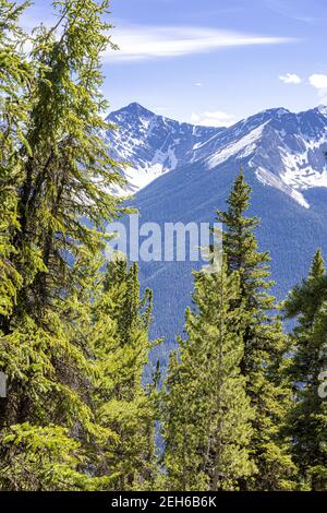 Tannenbäume auf Sulphur Mountain in den Rocky Mountains, Banff, Alberta, Kanada Stockfoto