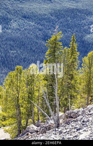 Tannenbäume auf Sulphur Mountain in den Rocky Mountains, Banff, Alberta, Kanada Stockfoto