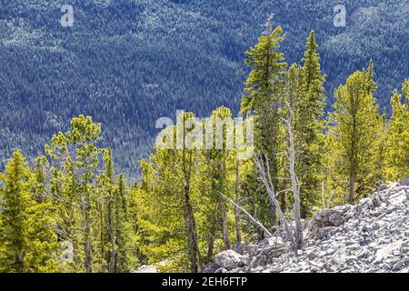 Tannenbäume auf Sulphur Mountain in den Rocky Mountains, Banff, Alberta, Kanada Stockfoto