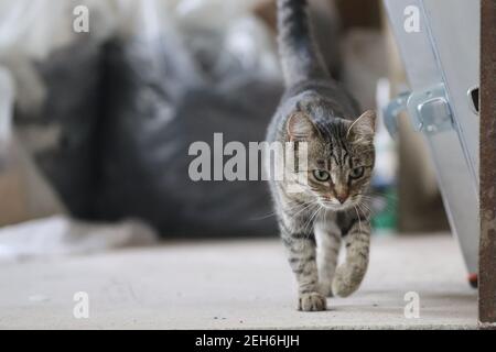 Schöne tabby Katze posiert, Porträt einer tabby Hauskatze, im Haus Stockfoto