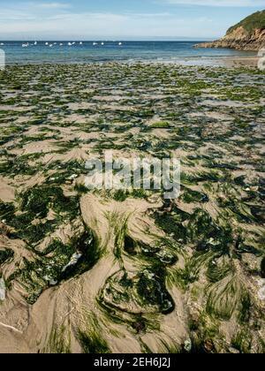 Küste in der Nähe von Pointe de Corsen (Bretagne, Frankreich) an einem sonnigen Tag im Sommer Stockfoto