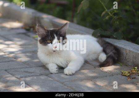 Flauschige zwei grau-weiße Katzen an einem sonnigen Tag spielen an der Wand des Hauses in der Nähe der eisernen Treppe, Kätzchen spielen Stockfoto