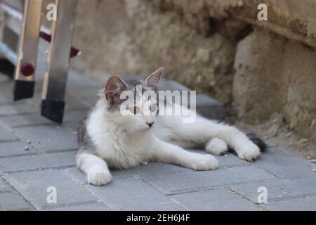 Flauschige zwei grau-weiße Katzen an einem sonnigen Tag spielen an der Wand des Hauses in der Nähe der eisernen Treppe, Kätzchen spielen Stockfoto