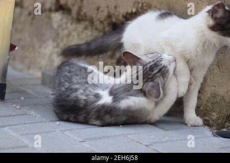 Flauschige zwei grau-weiße Katzen an einem sonnigen Tag spielen an der Wand des Hauses in der Nähe der eisernen Treppe, Kätzchen spielen Stockfoto