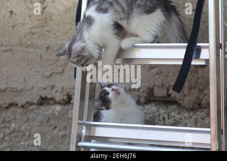 Flauschige zwei grau-weiße Katzen an einem sonnigen Tag spielen an der Wand des Hauses in der Nähe der eisernen Treppe, Kätzchen spielen Stockfoto