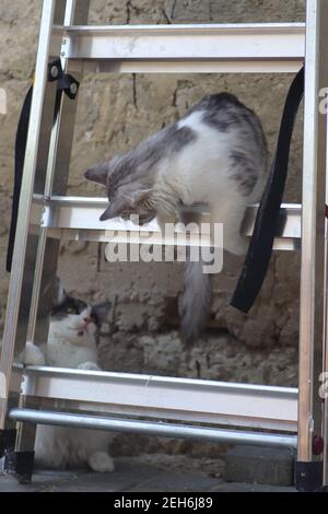 Flauschige zwei grau-weiße Katzen an einem sonnigen Tag spielen an der Wand des Hauses in der Nähe der eisernen Treppe, Kätzchen spielen Stockfoto