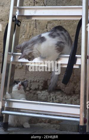 Flauschige zwei grau-weiße Katzen an einem sonnigen Tag spielen an der Wand des Hauses in der Nähe der eisernen Treppe, Kätzchen spielen Stockfoto