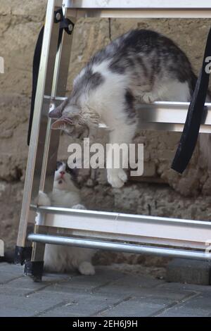 Flauschige zwei grau-weiße Katzen an einem sonnigen Tag spielen an der Wand des Hauses in der Nähe der eisernen Treppe, Kätzchen spielen Stockfoto