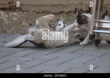 Flauschige zwei grau-weiße Katzen an einem sonnigen Tag spielen an der Wand des Hauses in der Nähe der eisernen Treppe, Kätzchen spielen Stockfoto