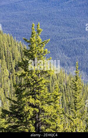 Tannenbäume auf Sulphur Mountain in den Rocky Mountains, Banff, Alberta, Kanada Stockfoto