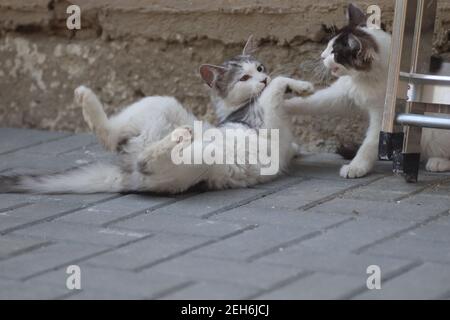 Flauschige zwei grau-weiße Katzen an einem sonnigen Tag spielen an der Wand des Hauses in der Nähe der eisernen Treppe, Kätzchen spielen Stockfoto