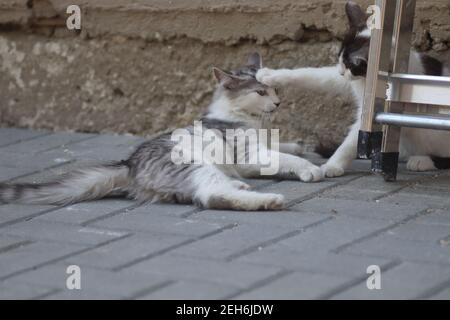 Flauschige zwei grau-weiße Katzen an einem sonnigen Tag spielen an der Wand des Hauses in der Nähe der eisernen Treppe, Kätzchen spielen Stockfoto