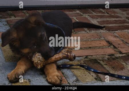 Ein deutscher Schäferhund kaut auf einem Knochen Stockfoto