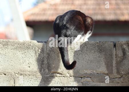 Verspielte schwarz-weiße Katze geht am Zaun entlang Stockfoto