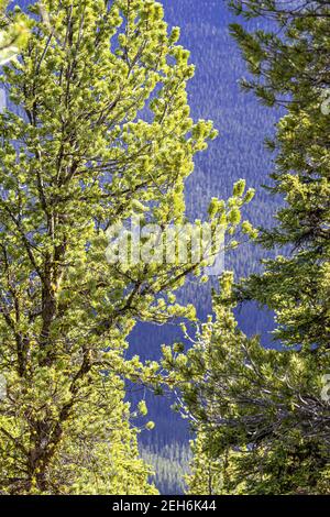 Tannenbäume auf Sulphur Mountain in den Rocky Mountains, Banff, Alberta, Kanada Stockfoto