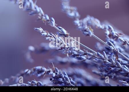 Trockene Lavendelblüten mit violettem Hintergrund. Stockfoto
