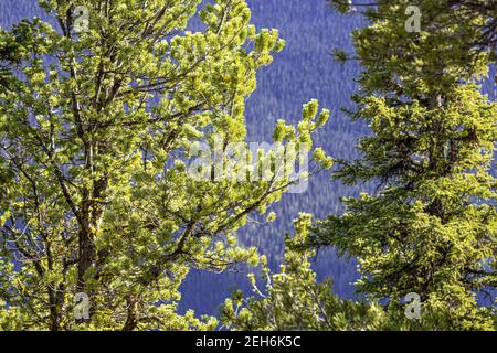 Tannenbäume auf Sulphur Mountain in den Rocky Mountains, Banff, Alberta, Kanada Stockfoto