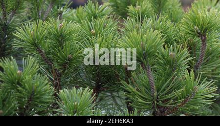 Zweige Pinus mango. Pinus mugo Pumilio Pinaceae Stockfoto