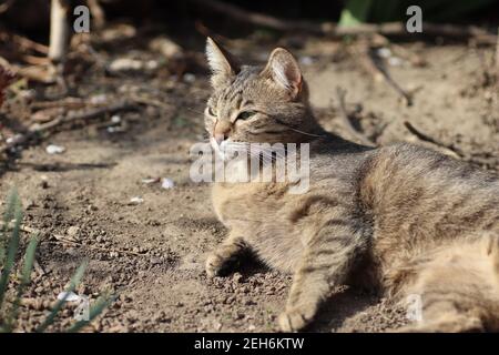 Porträt einer gestreiften Hauskatze posiert auf einem sonnigen Tag im Freien Stockfoto