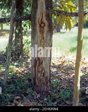 Wurzelfäule (Phytophthora cinnaoni) Schäden an der Basis des Stammes eines Durian Baum in einer Plantage, Thailand Stockfoto