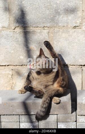 Porträt einer gestreiften Hauskatze posiert auf einem sonnigen Tag im Freien Stockfoto