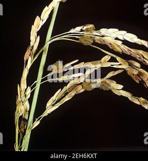 Falsche smut (Ustilaginoidea virens) infizierten Reis Ohr mit Kugeln von Mycelie ersetzen die Körner, Thailand Stockfoto