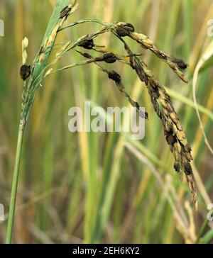 Falsche smut (Ustilaginoidea virens) infizierten Reis Ohr mit Kugeln von Mycelie ersetzen die Körner, Thailand Stockfoto